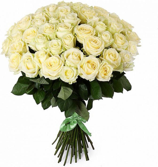 Белые розы из России Розы Россия белые